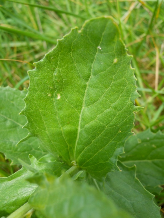 Cardaria draba  (=Lepidium draba)